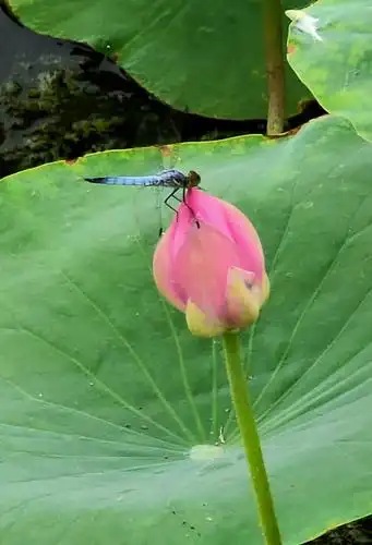 荷花已露尖尖角,很多蜻蜓立上头.