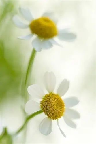 唯美小清新花朵小白菊淡雅