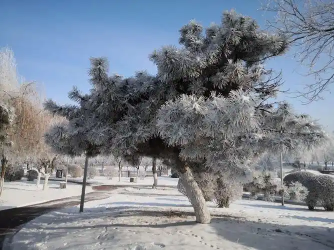 松柏是东北冬季最后的一抹绿色,被雾凇白色外衣包裹后,千姿百态,把