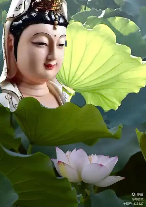 来生愿做一朵莲