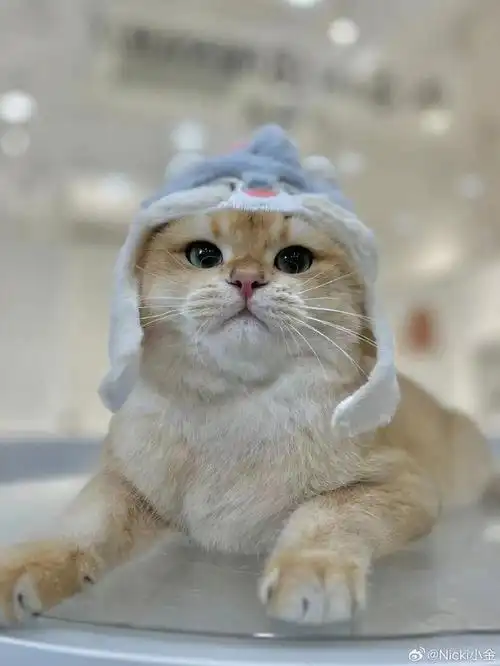 可爱萌宠#日常超话