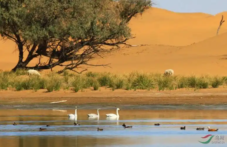 沙海精灵内蒙古阿拉善左旗腾格里天鹅湖