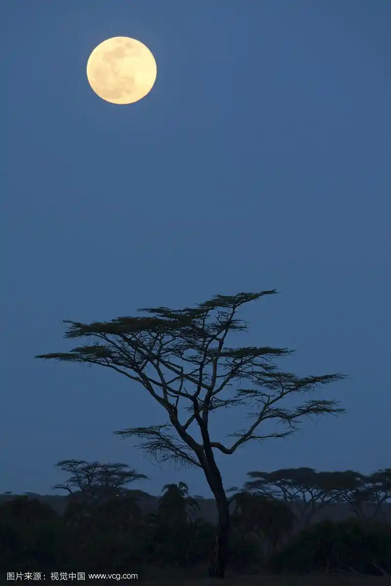 非洲坦桑尼亚塞伦盖蒂国家公园,热带草原夜晚的月亮