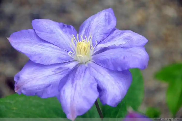 铁线莲蓝色风暴(原创)