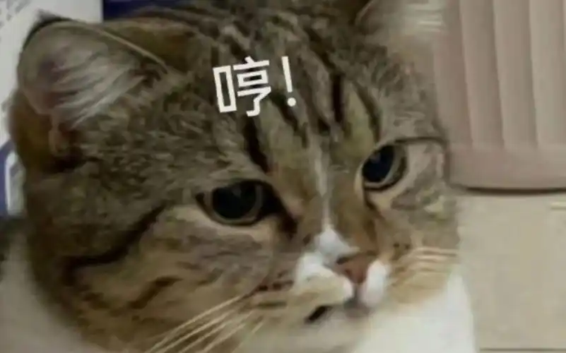 【猫咪表情包】可爱吗猫咪,表情包收藏