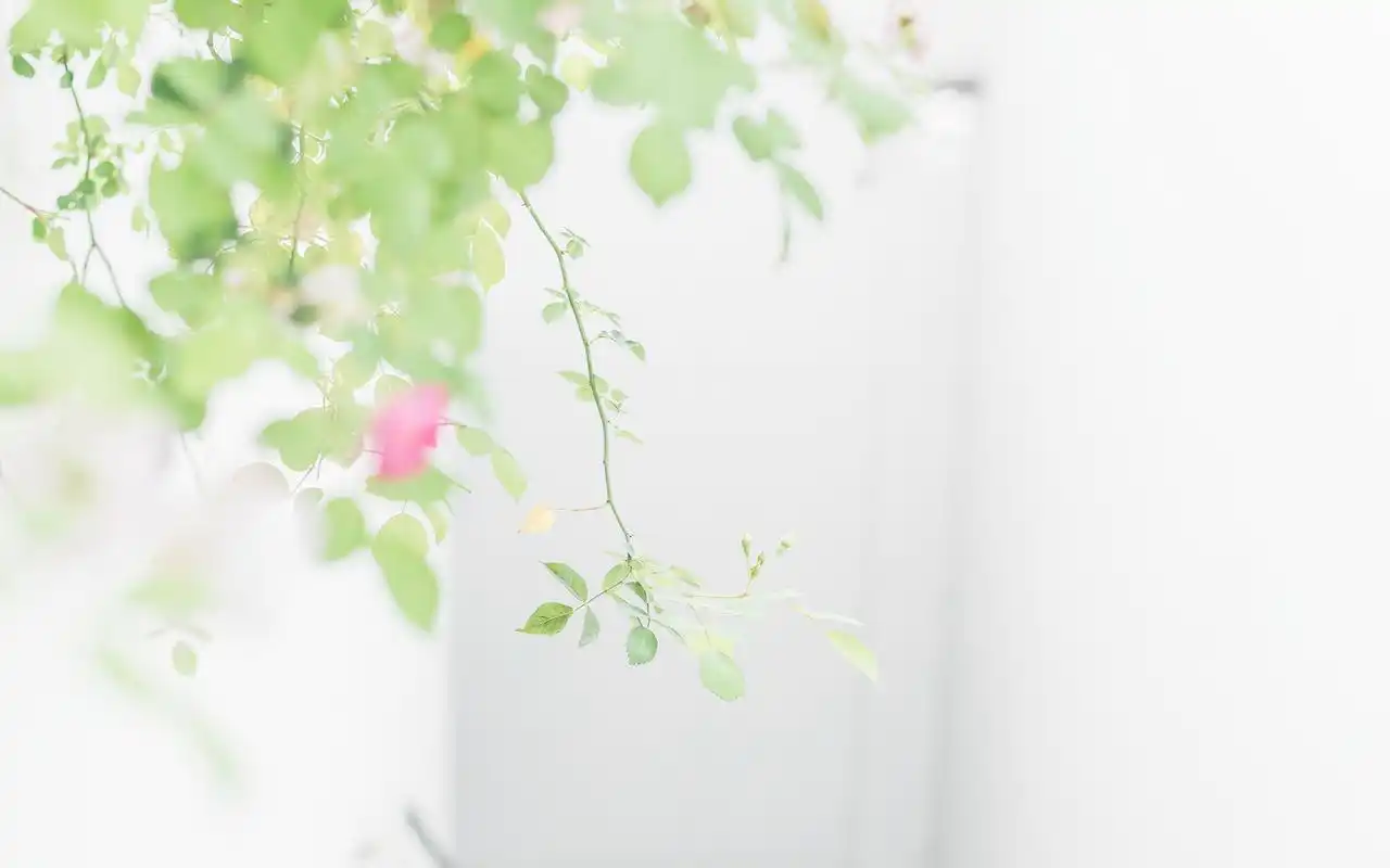 绿色小清新唯美高清图片桌面壁纸-风格壁纸-壁纸下载-美桌网