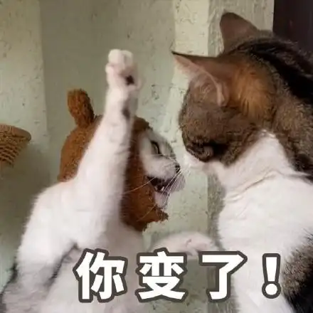 萌宠喵星人你变了打你呆萌可爱gif动图_动态图_表情包下载_soogif