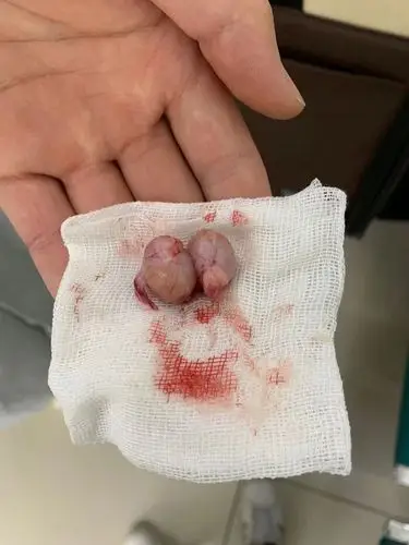 【讨论】那个……想看看大家崽崽绝育割下来的蛋蛋图片(有蛋蛋图慎入)