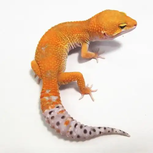 特价蜥蜴活体宠物_宠物蜥蜴活体豹纹守宫亚成体公——橘化萝卜优惠券