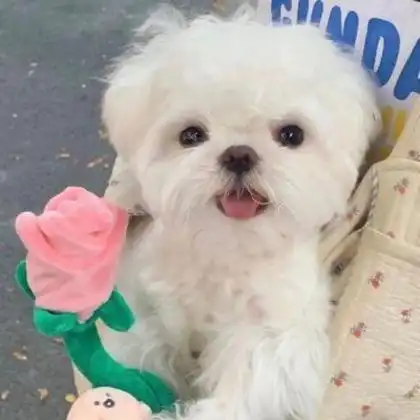 萌宠头像高清无水印精选可爱图片_动物头像_头像屋