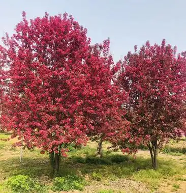 丛生红宝石海棠现货供应丛生红宝石海棠造型海棠