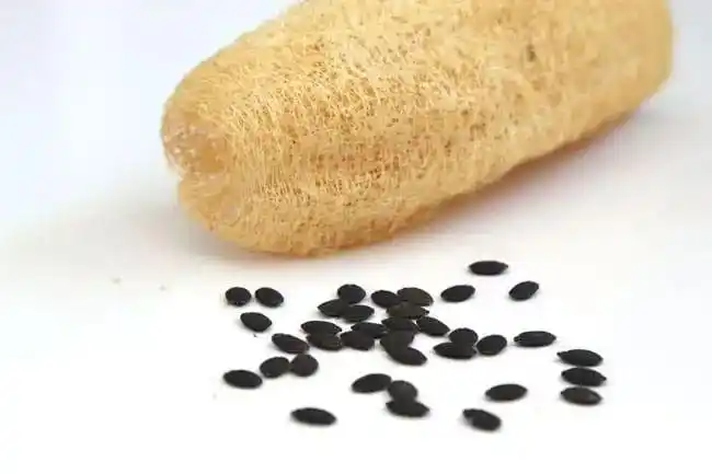 不少朋友吃丝瓜有去籽的习惯,其实鲜嫩的丝瓜 连籽吃,更能预防上火