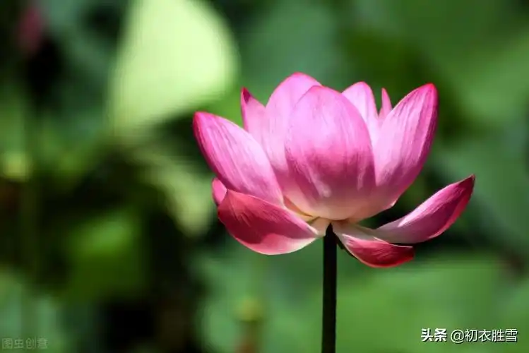 山有扶苏,隰有荷华,古诗四首谈谈荷花的原产地,以及佛教莲花