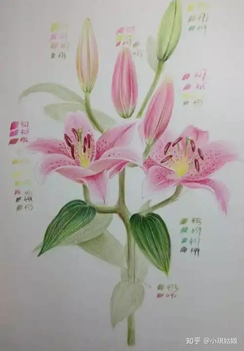 彩铅画入门教程百合花果断收藏全套视频教程下载