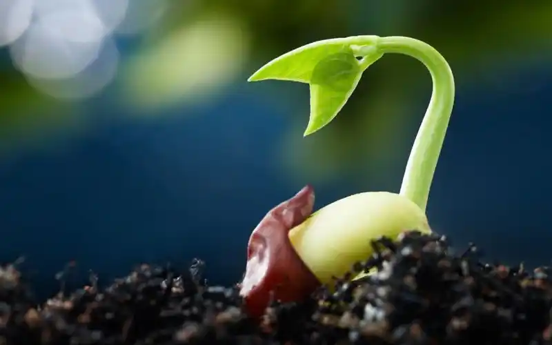 【星夜讲百科|视频】奇妙大自然 | 古老又神奇的种子