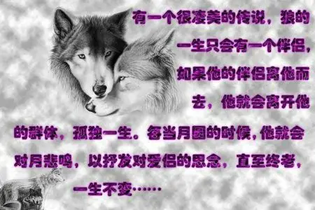 狼的一生