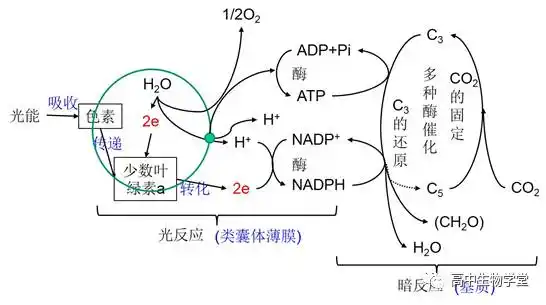 优能高中 高考 高考生物 >正文    (1)图示光合作用的过程,弄清光反应