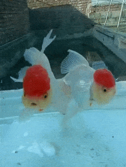 256_340竖版 竖屏gif 动态图 动图