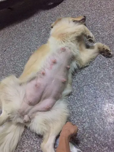 金毛怀孕62天没有要生的迹象