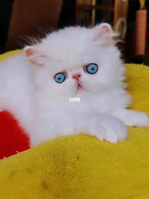 猫咪  #猫咪日常  #吸猫  #小猫咪  #猫  #波斯猫幼仔  #加菲猫