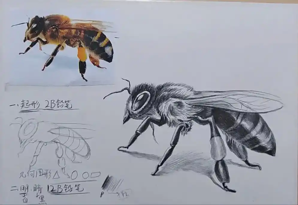 简单易学的素描动物素描昆虫蜜蜂画法