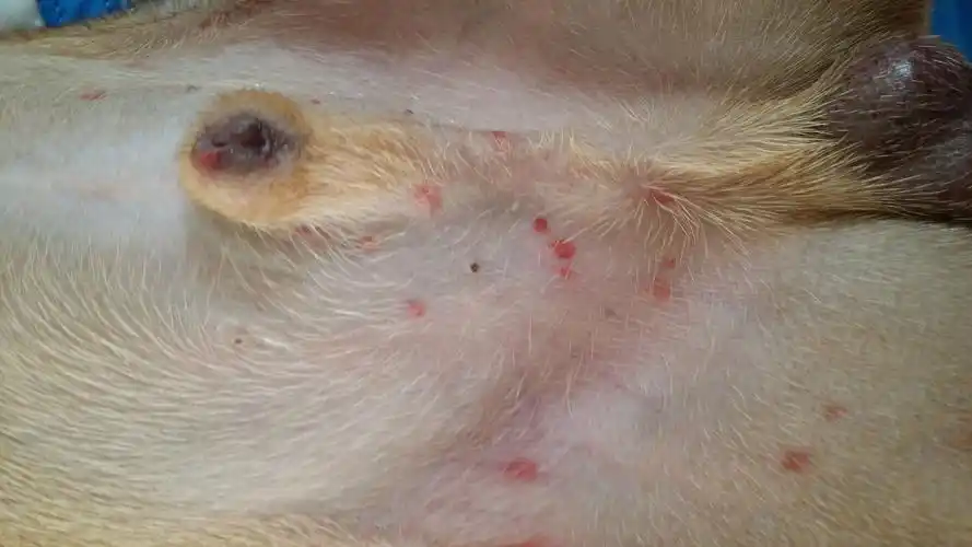 狗狗去宠物店寄养了三天回来之后肚皮上起了一层红色的斑点,特别红