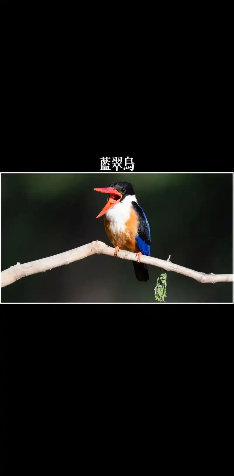 旅游/打鸟(蓝翠鸟)240601河北石家庄平山蓝翠鸟:在北京没见过蓝翠鸟