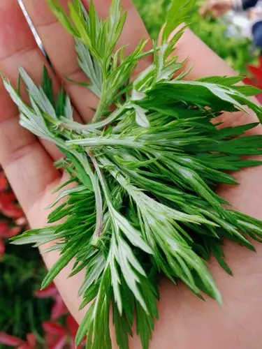 大家收集了艾草,满载而归,心里好不得意!