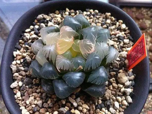 多肉植物紫姬玉露叶色晶莹剔透