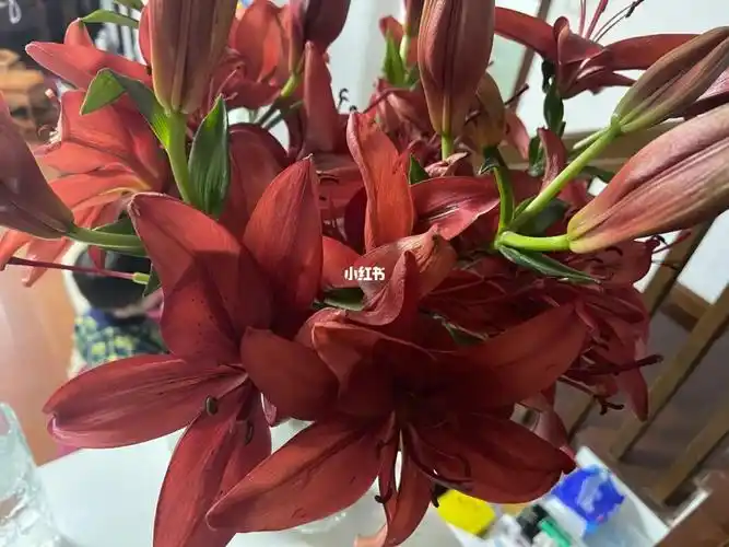 女王红宝石亚百合