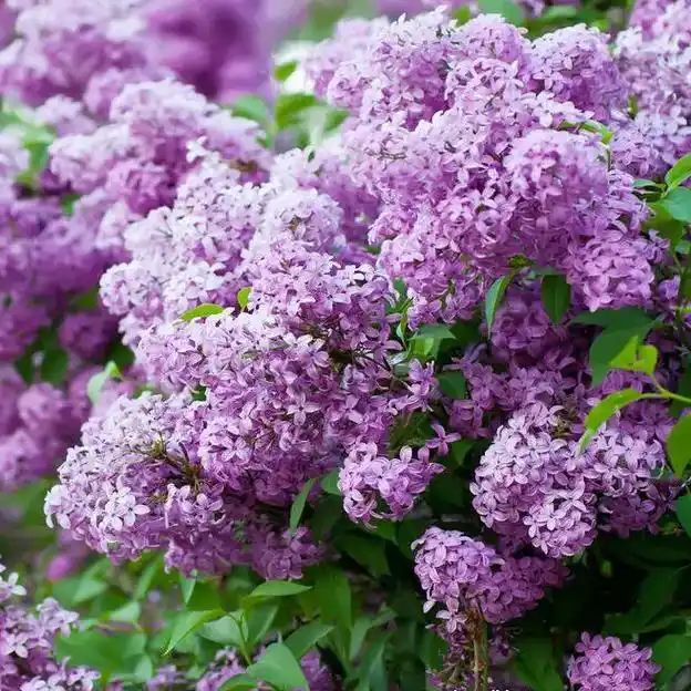 丁香花树苗真的太美了!我在阳台种了一盆,四季都开花,香气扑鼻 - 抖音