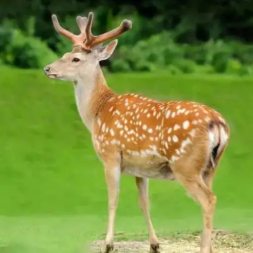 野生动物梅花鹿
