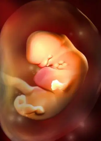 怀孕40天胎儿发育图