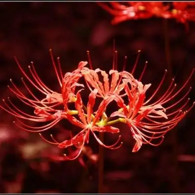 关于彼岸花的_女生头像_我要个性网