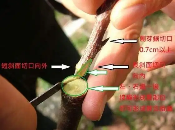 樱花折下来后怎么养,可扦插嫁接不能养在水里