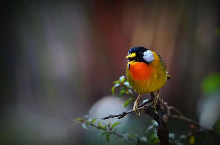 七彩云南拍鸟纪(七)银耳相思鸟