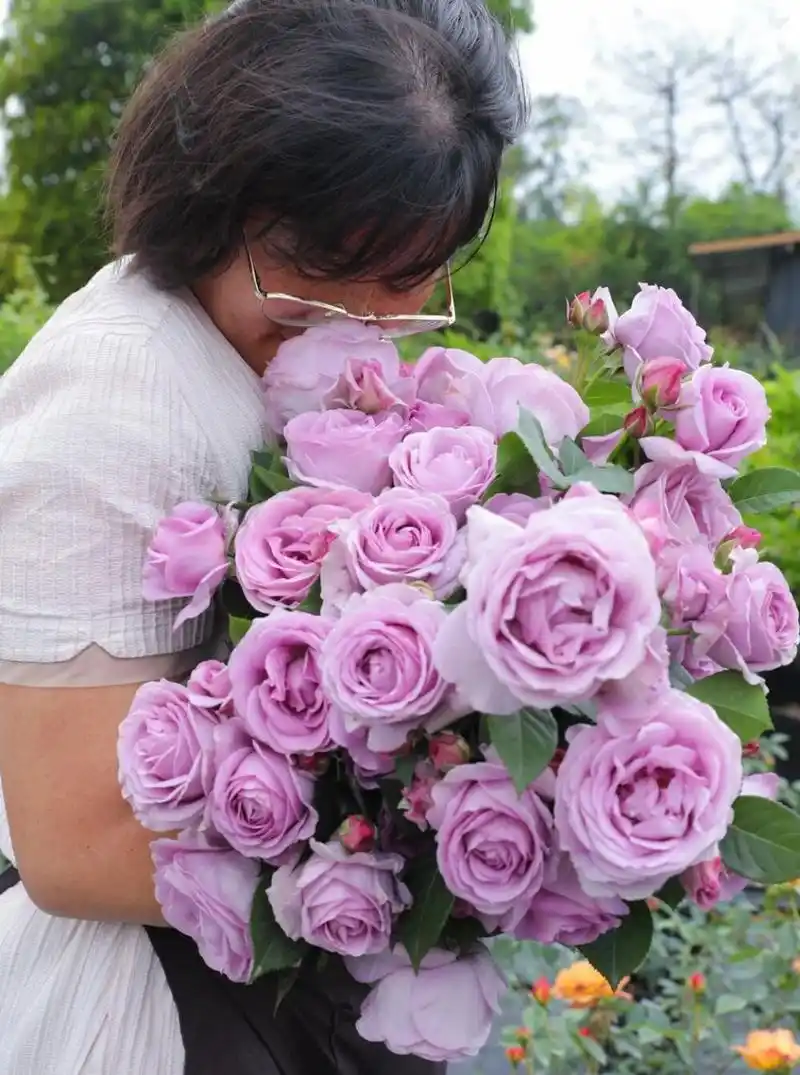 100年经典植物推荐|月季蓝色风暴 月季品种千千万万,但蓝紫色的花最受