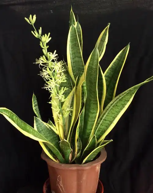 金边虎皮兰开花了 2019.6.