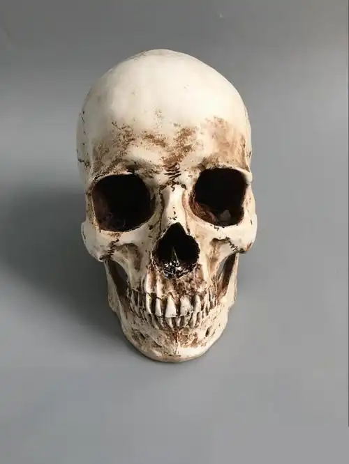 1:1树脂骷髅头绘画人头骨艺用人体肌肉骨骼解剖头骨模型美术 现货【图