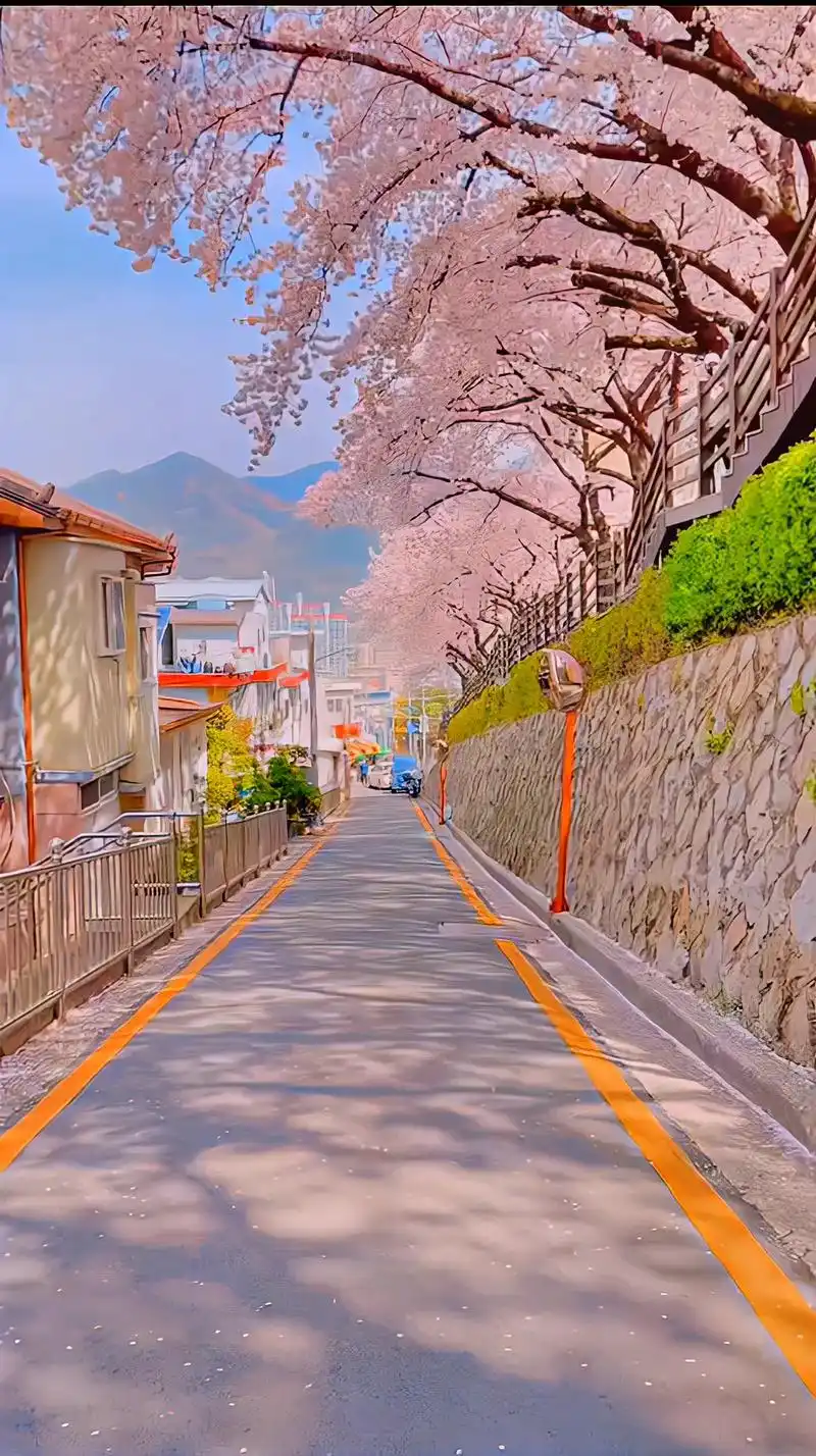 春日图文伙伴计划 樱花中的小街道小河沟 日本的樱花漂亮很大 - 抖音