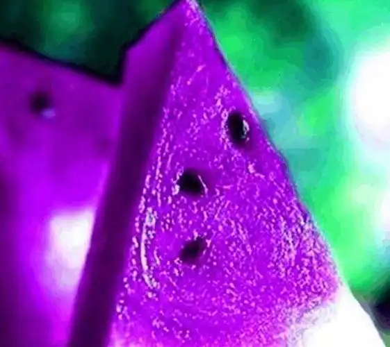 据说岛国的西瓜要5万多一个?别拦我,我要改行卖西瓜!