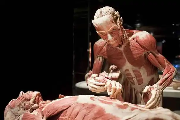 医学生的那些事之解剖实验(胆小莫入)