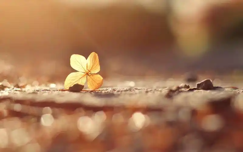 树叶,唯美,文艺,光晕,明媚,阳光微淡,静物树叶壁纸图片