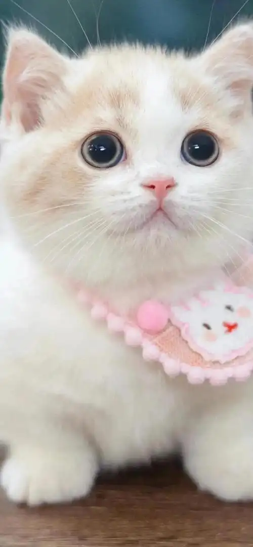 猫咪壁纸:萌化你心的猫星人|壁纸_手机网易网