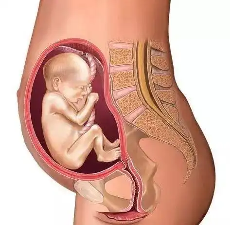 暖心呈现怀孕十月发育过程图献给伟大的母亲们预祝母亲节快乐