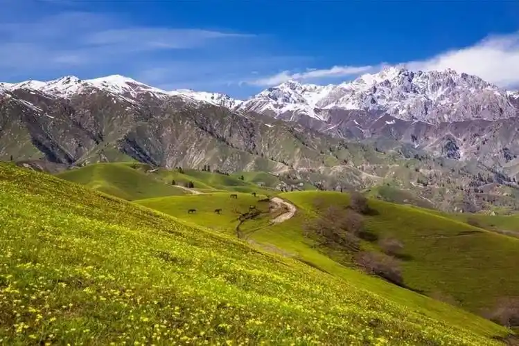 新疆霍城大西沟,美得感天动地!_伊犁_樱桃_野果