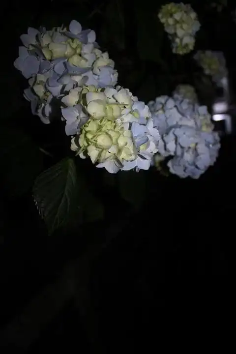 夜寻萤火虫 夏至邛崃天台山之旅