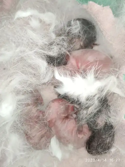 兔宝宝成长记从出生到第六天