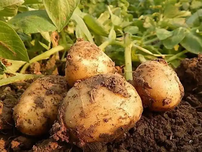 土豆用什么肥好?来看以翠的全程施肥方案