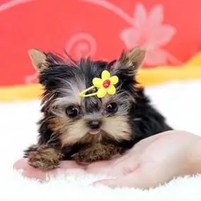 金头蓝背约克夏三个月约克夏幼犬已打疫苗驱过虫!